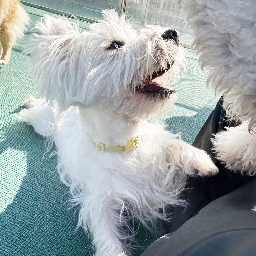 生徒が撮影したモデル犬の写真♪